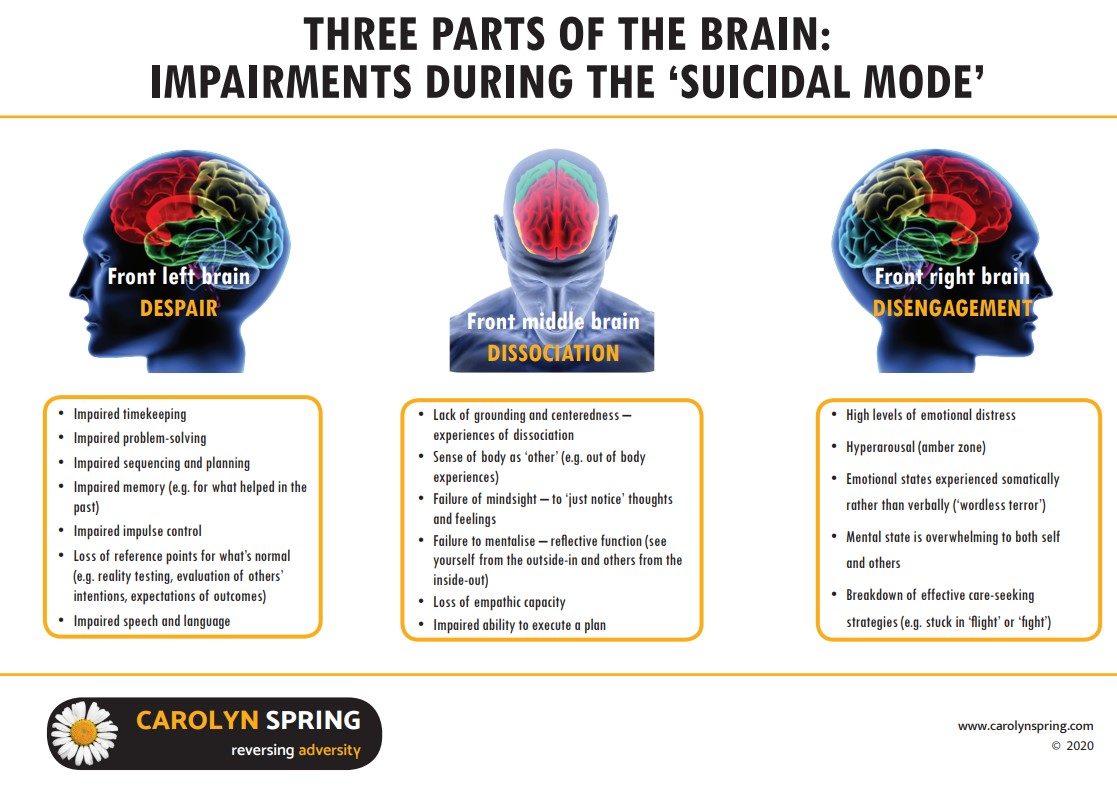 Three parts of the brain Carolyn Spring